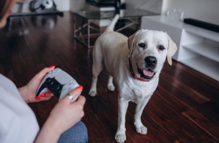 spel och hund